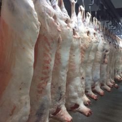 Chilled lamb