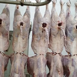 Chilled lamb