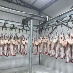 Chilled Lamb